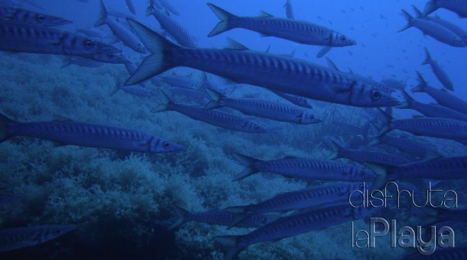 Foto de submarinisme